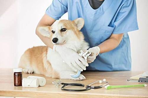 造成宠物医疗费用高的原因是什么？友安将打造多位一体的宠物健康平台！