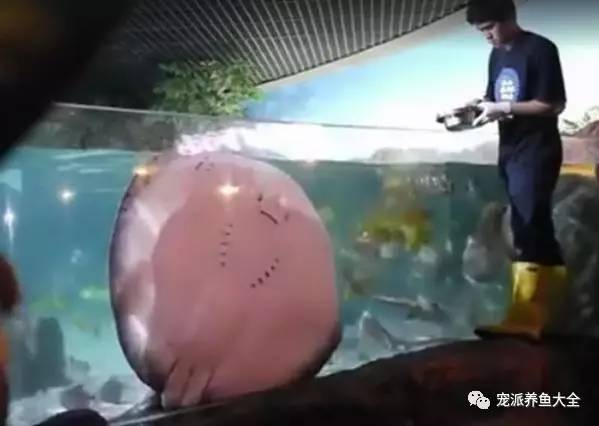 水族馆魔鬼鱼黏在玻璃上讨食 画面太搞笑