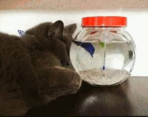以为猫靠着鱼缸睡了，换角度才发现，鱼：每七秒吓一次，我容易吗