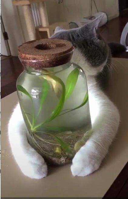 英短蓝猫为吃水瓶中的鱼，成天抱着不松手，网友：只能望鱼止馋了