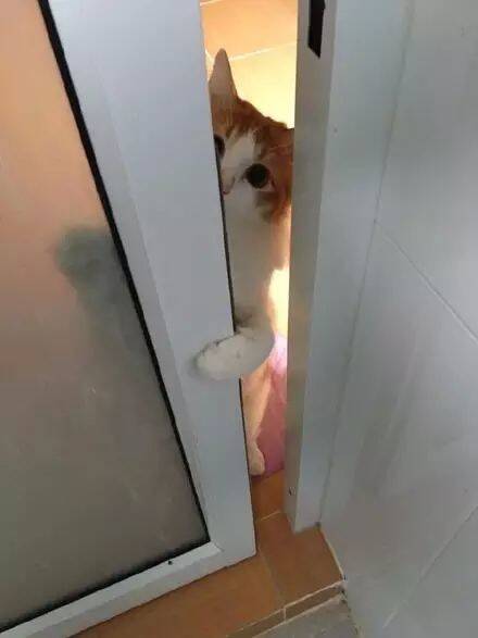 网友不解猫咪为什么每天偷看她上厕所，直到有天拍到这一幕...