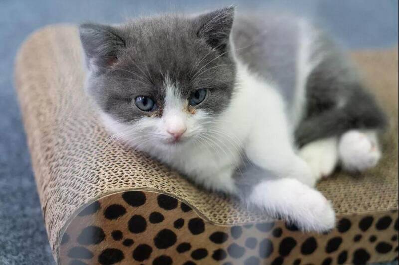 中国首只克隆猫回家了,你会花数十万让宠物“复活”吗?