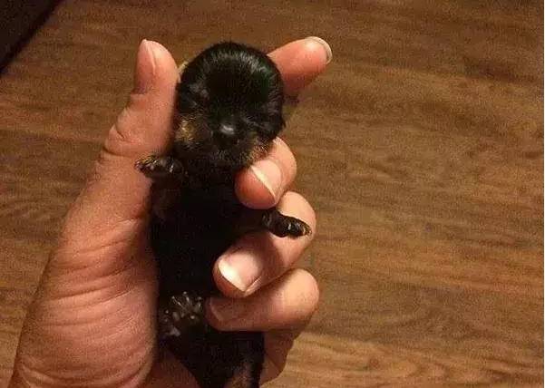 世界上最小的狗，高仅仅只有一个拇指长