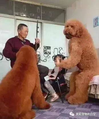 巨型狗狗坐沙发上听爷爷拉二胡，网友看了照片后瞬间懵逼：  这确定是真狗吗？