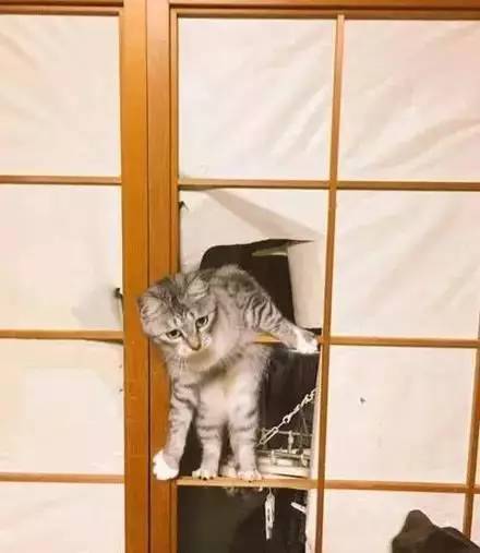日本网友自从养了喵，家里的纸门成了它们的任意门，随便穿
