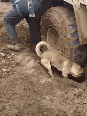 车子陷进泥潭里，狗狗看了一眼后，接着做出的行为令人感动！