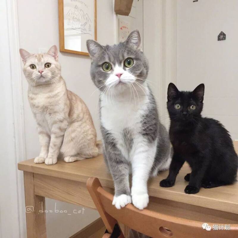 家里这三只猫，平日里相处的挺和谐的，然而每次吃饭时……