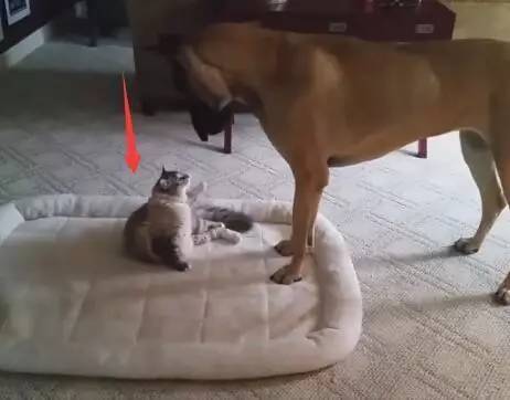 猫咪抢了狗狗的毯子，最后狗狗竟用这种方式抢了回来！