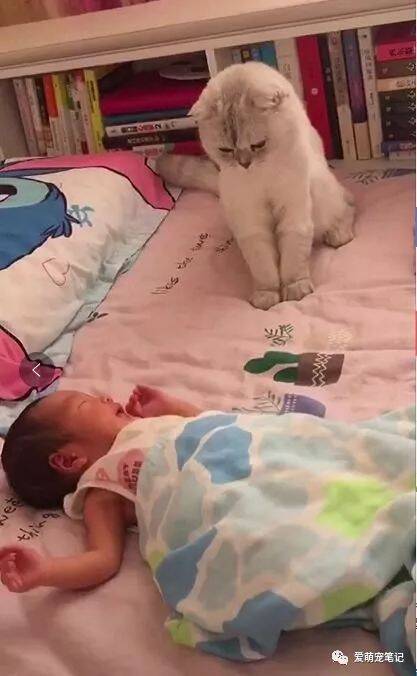 猫咪每天帮主人看娃，看到宝宝醒了目不转睛地守候着，太温馨了！