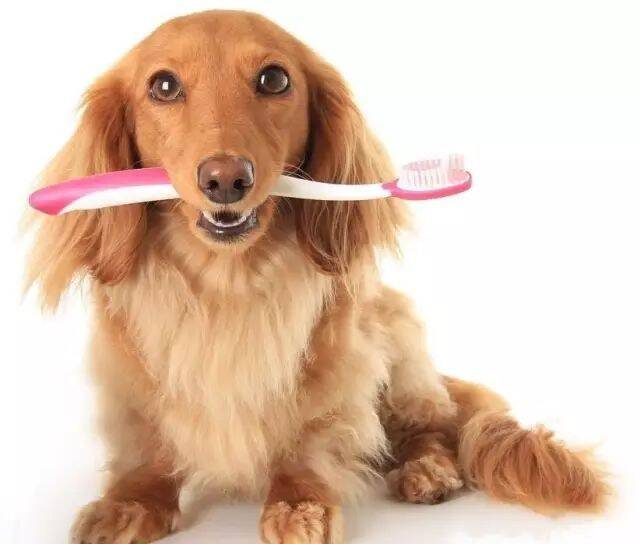 狗狗牙齿你了解多少？