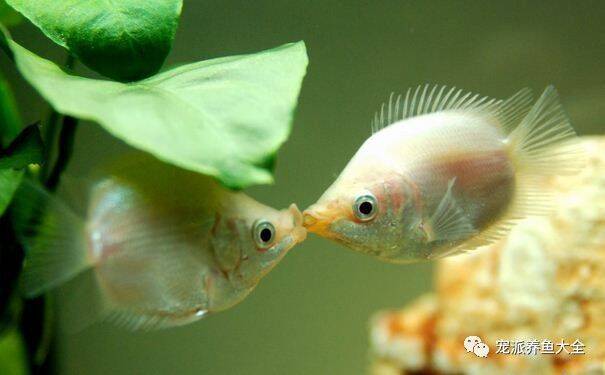接吻鱼：小空间里不能养太多~
