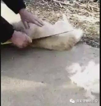 狗狗被人按着在地上不能动，手里还拿着刀，吓的路人赶紧围过来阻止！