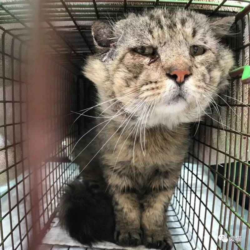高龄流浪猫患有猫艾滋，医生建议安乐死，但她反对，执意带回家...