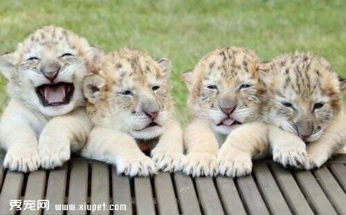 绝无仅有的4胞胎白色狮子