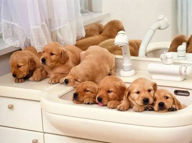 初次养犬人最关注的16个问题！