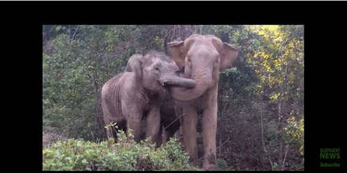 小象被虐待绑架三年多终于回到妈妈身边