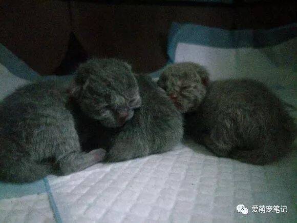 一宠主家的英短蓝猫生了只丁香色的小奶猫，网友：生到最后没墨了