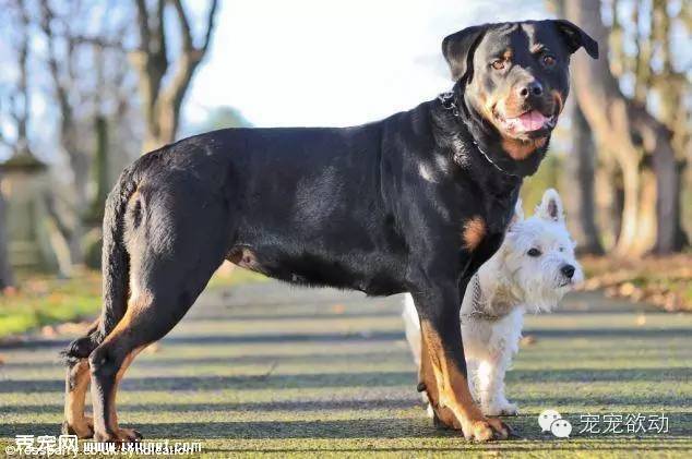 小白狗乔伊是如何让让比它大几倍的大黑狗怀孕的？