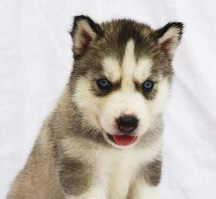 哈士奇幼犬怎么训练