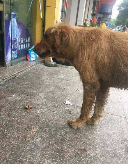 生病的金毛默默在饭店门口徘徊，却遭到店家的嫌弃：走开，别影响我做生意！