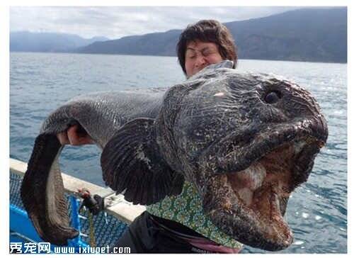 日本北海道出现巨大嘴巴怪鱼