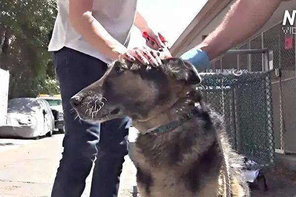 遭人遗弃8年的狗狗，在被志愿者牵出收容所后得到了新生