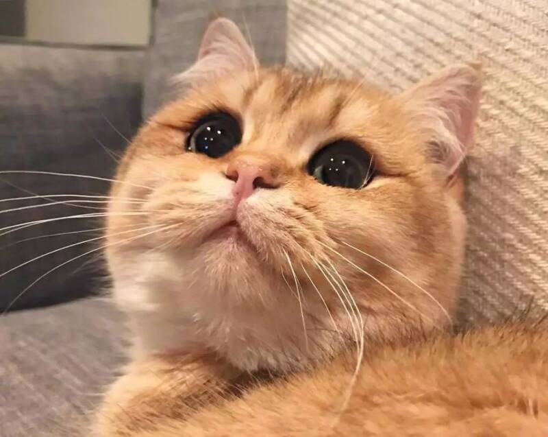 猫咪pumpkin，一个天生自带眼线的小美人！！