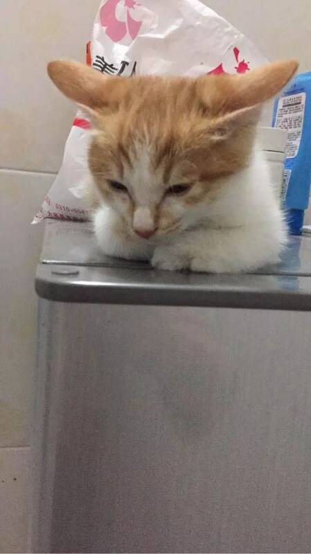 朋友家抱回三个月的橘猫，回家不到十分钟，猫咪就要搞事情
