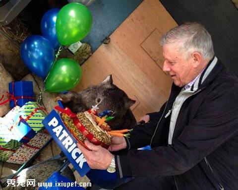 世界寿命最长动物袋熊Patrick30岁生日求对象