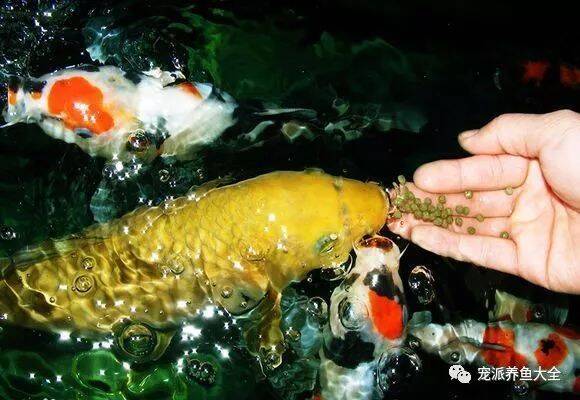 锦鲤吃什么？锦鲤饲料种类和投喂要点，都在这里了！~