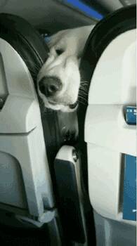 带着狗狗上飞机，全程都不用无聊了，网友分享带狗趣事