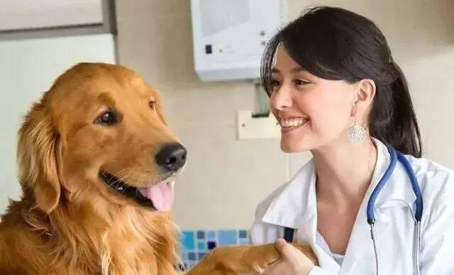宠物每日小知识-春季犬的疾病预防与保健