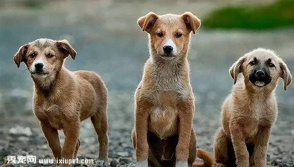 从泰国带三只宠物犬两只被退运