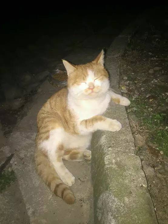网友每天给流浪猫咪喂食，终于将可爱主子带回家，满满的套路