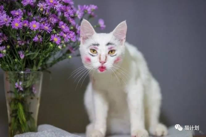 一个不要命的铲屎官拍的猫咪写真，真是太辣眼睛了！