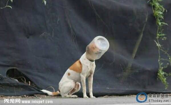可怜瘦成皮包骨的流浪狗狗想喝水被卡塑料桶里