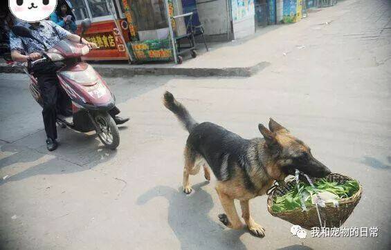 保安从业主手中救下一只德牧犬，狗狗为报恩每天叼着菜篮陪主人买菜，帮主人巡逻！