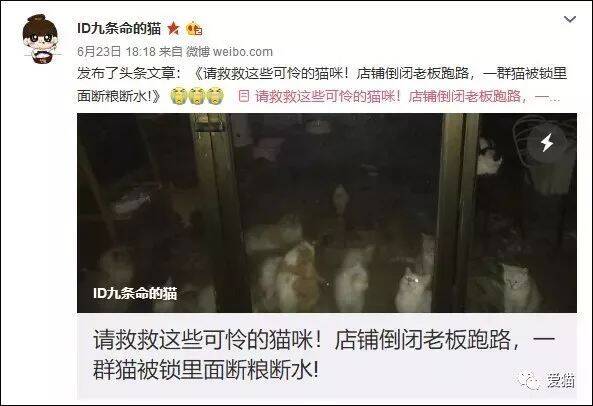 猫咖倒闭，店主弃猫跑路？背后的真相，恐怕你很难承受~