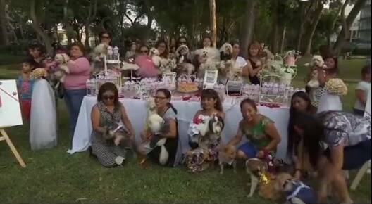 秘鲁为宠物狗举办婚礼，现场气氛很有爱