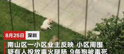 深圳9只宠物狗疑遭人投毒致死，投毒毒死宠物狗之人则涉嫌犯罪