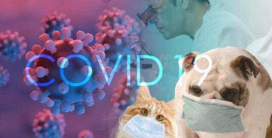 全球宠物诊断领导品牌爱德士官方宣告 未显示犬猫新冠病毒阳性