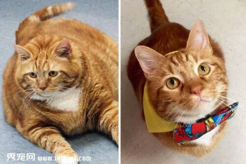 德州skinny猫从19公斤到9公斤的对比照