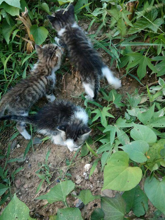 骑车回家发现三只小奶猫，老妈不让养，结果越看越可爱决定收养了