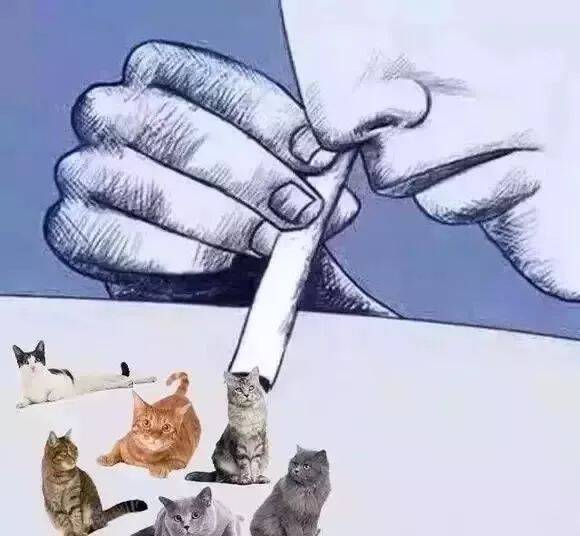 养猫三天和养猫三年的区别，快来看看你是不是这样的！