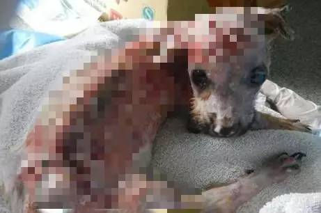 小狗因贪玩咬坏了主人的手机，结果被主人泼开水烫伤后，直接从4楼扔下去！