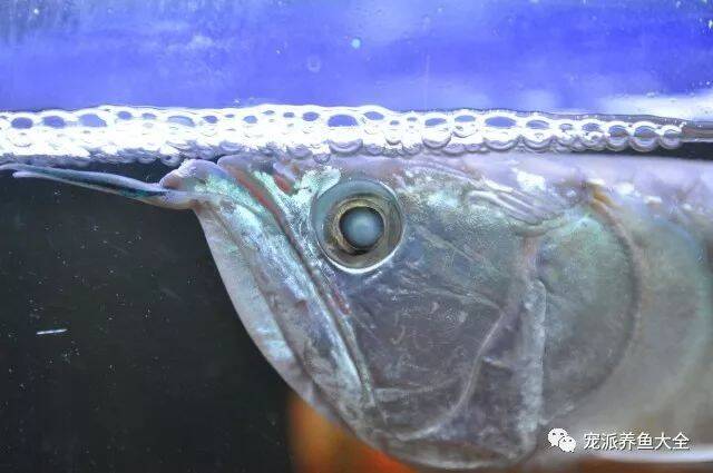 蒙眼病是鱼类的“白内障”，怎么防治呢？