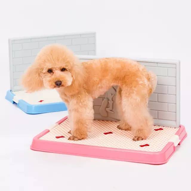 狗狗室内大小便训练要点