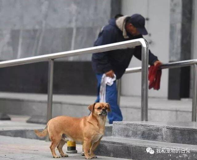 忠心狗狗为了报恩，每天坚持陪环卫工主人打扫卫生！