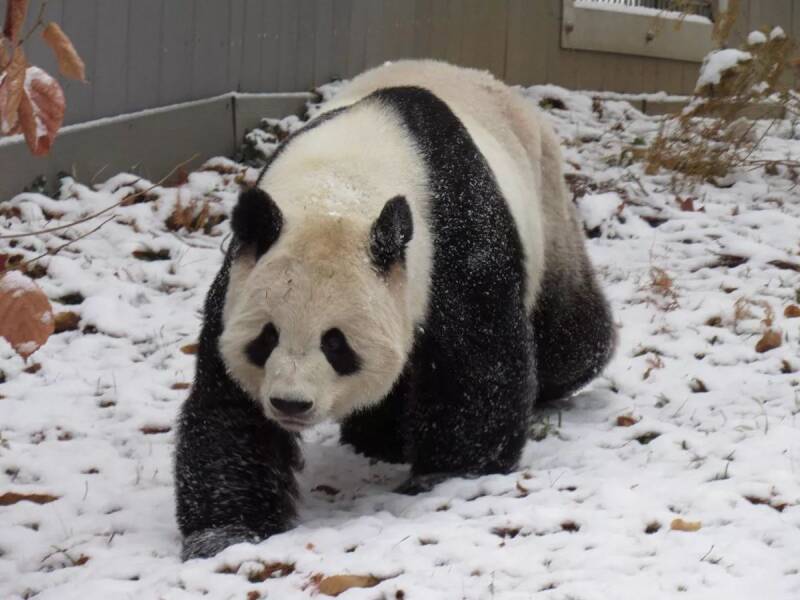 暴雪让美国人苦恼，动物园里的大熊猫却开心到翻滚，被治愈