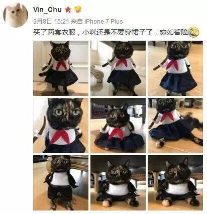 网友给猫买了两套衣服，穿上之后宛如智障....